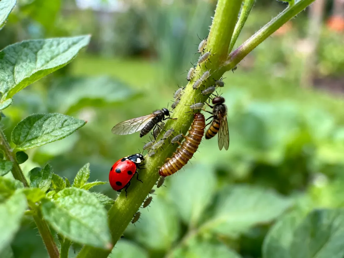 Beneficial insects controlling aphids on a garden plant